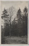 VERKAUFT !!!   AK Foto Spechtshausen Alte Buche Schneise 7 b. Kurort Hartha Tharandt 1935 RAR