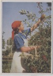 VERKAUFT !!!   Künstler-AK Hans Retzlaff Frau bei Kirschenernte im Bauerngarten Reichsarbeitsdienst für die weibliche Jugend Serie II Nr. 4 1935