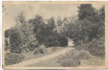 VERKAUFT !!!   AK Darmstadt Botanischer Garten Nadelholzgruppe 1911