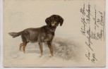 Künstler-AK Litho Dackel Dachshund 1910