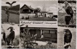 AK Foto Mehrbild Falkenhof Walddorf Roter Milan Wanderfalke ... b. Nagold Altensteig Schwarzwald 1960